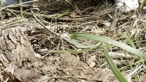 Brunette babe with cute face fucks with her new friend